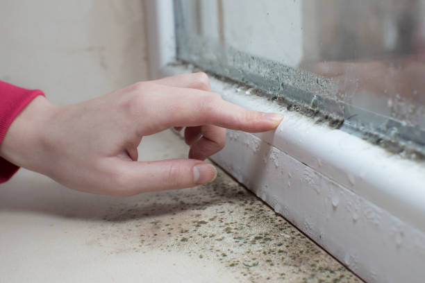 Best Real Estate Mold Inspection  in Timonium, MD