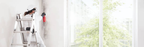 Best Basement Mold Removal  in Timonium, MD