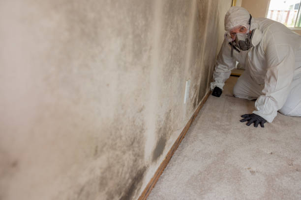 Best Industrial Mold Remediation  in Timonium, MD